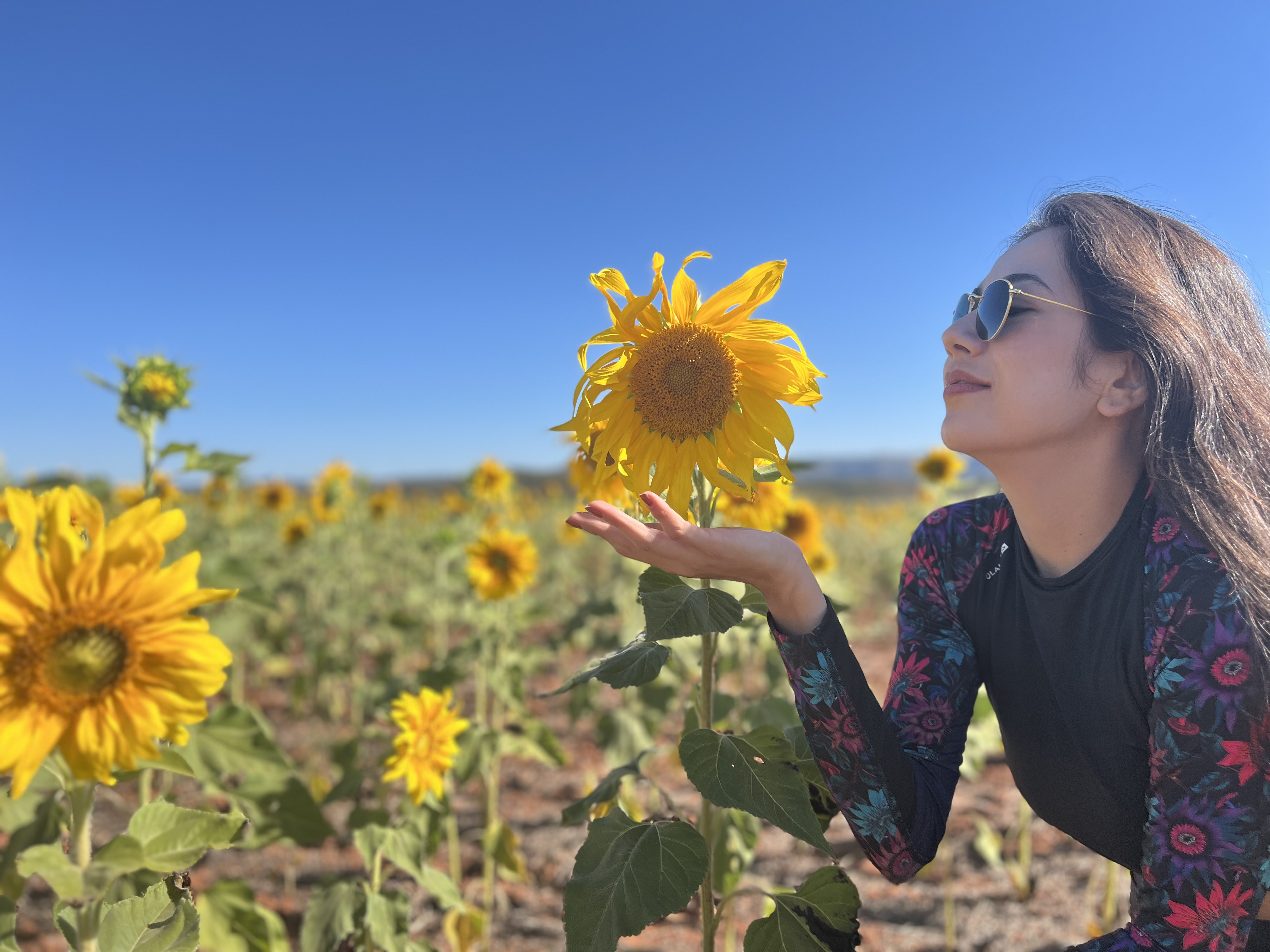 Campos de Girassóis Viram Atração Turística em Sacramento, MG